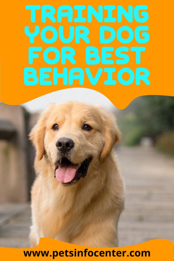 Training Your Dog For Best Behavior
