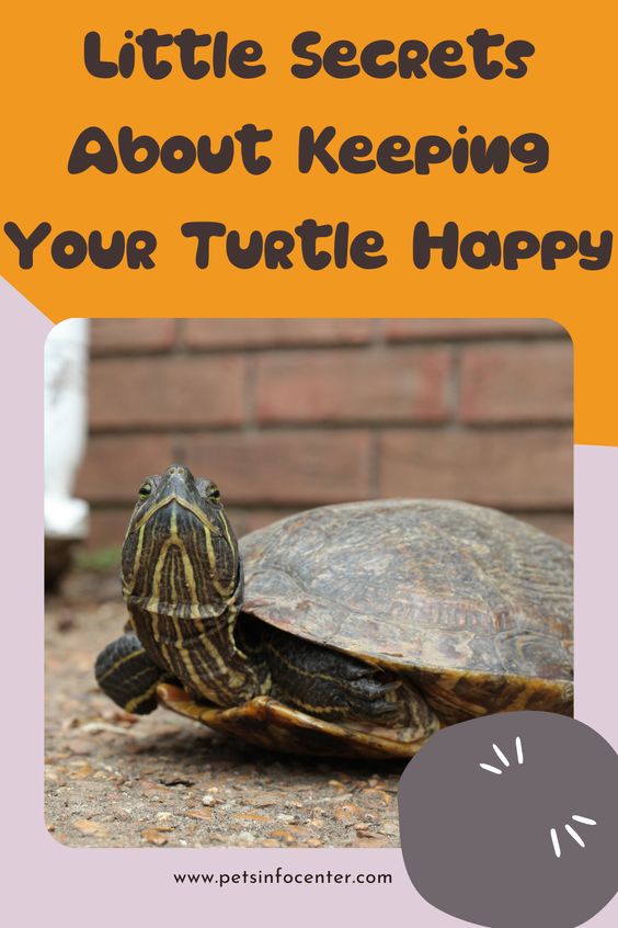 Little Secrets About Keeping Your Turtle Happy