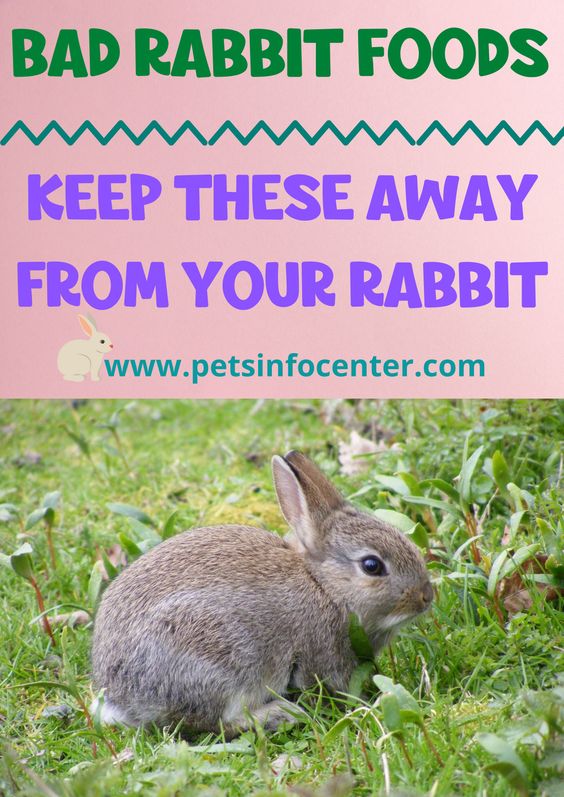 Bad Rabbit Foods - Keep These Away From Your Rabbit