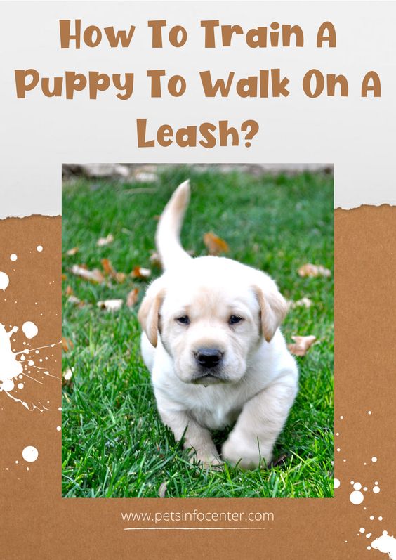 How To Train A Puppy To Walk On A Leash?