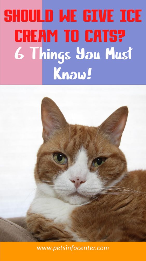 Should We Give Ice Cream To Cats? 6 Things You Must Know!