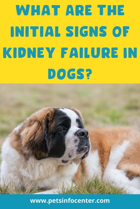 What Are The Initial Signs Of Kidney Failure In Dogs?