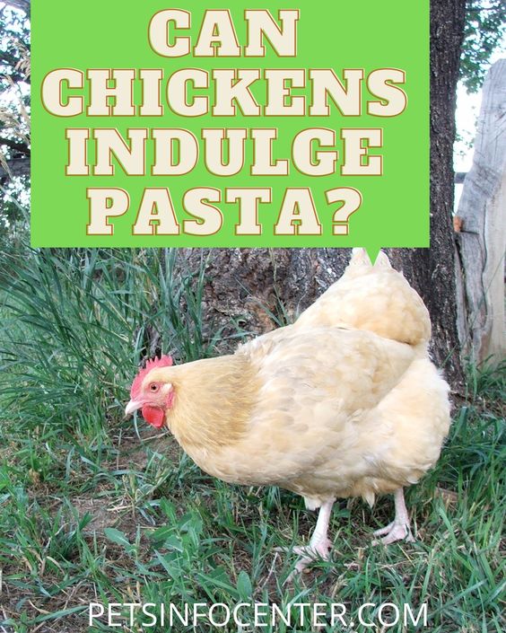 Can Chickens Indulge In Pasta?