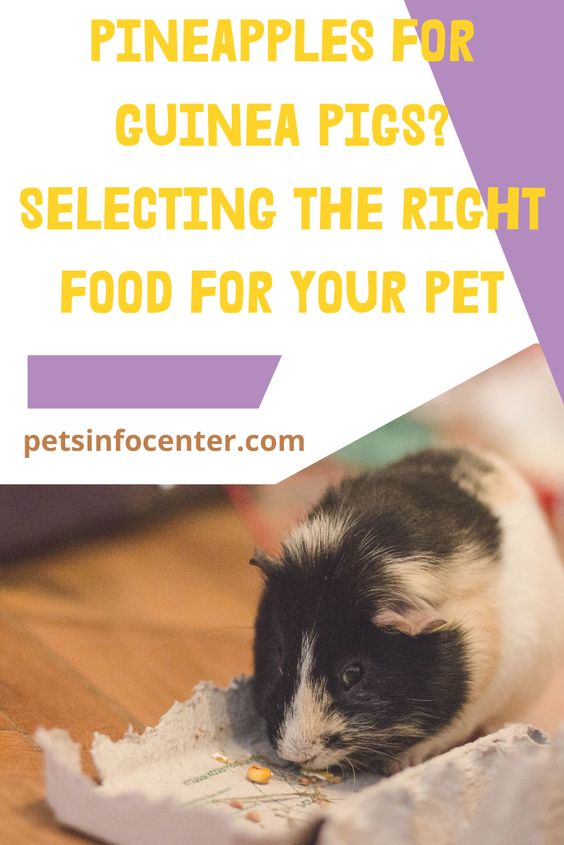 Pineapples For Guinea pigs? Selecting The Right Food For Your Pet