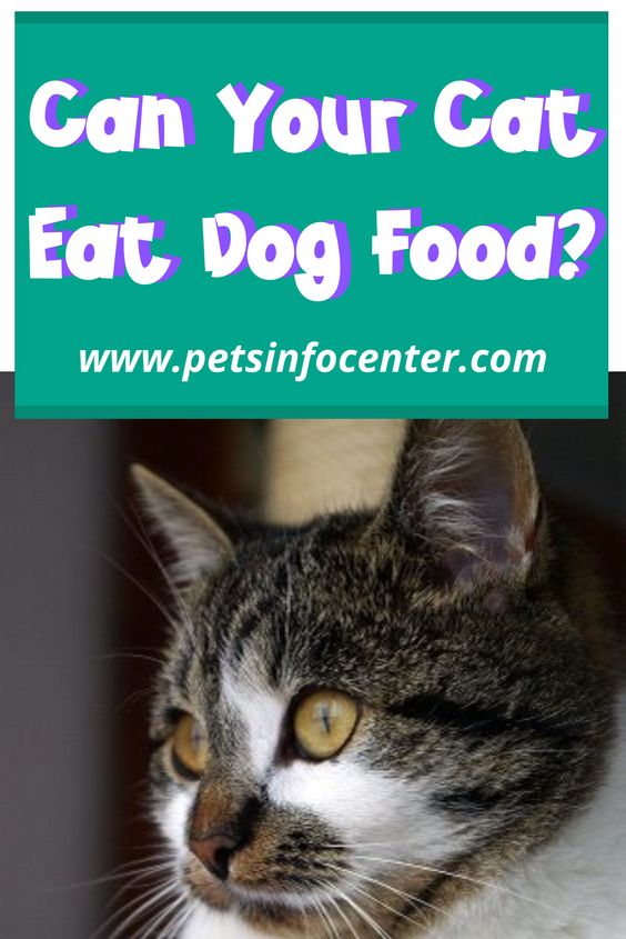Can Your Cat Eat Dog Food?