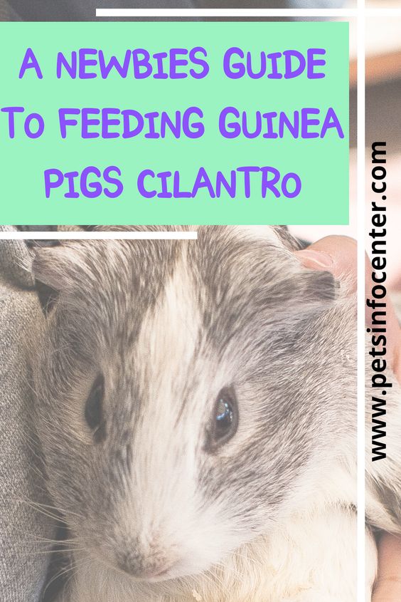 A Newbies Guide To Feeding Guinea Pigs Cilantro