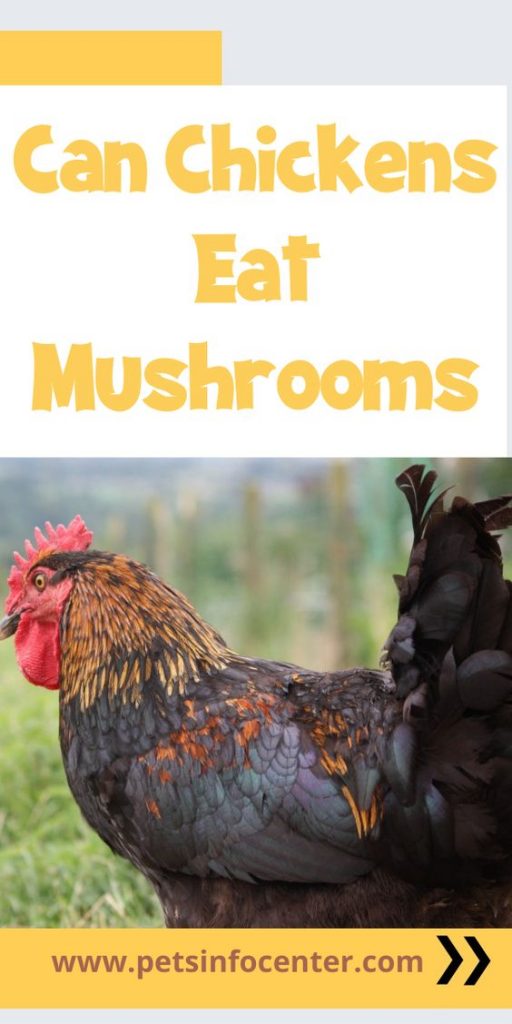 Can Chickens Eat Mushrooms