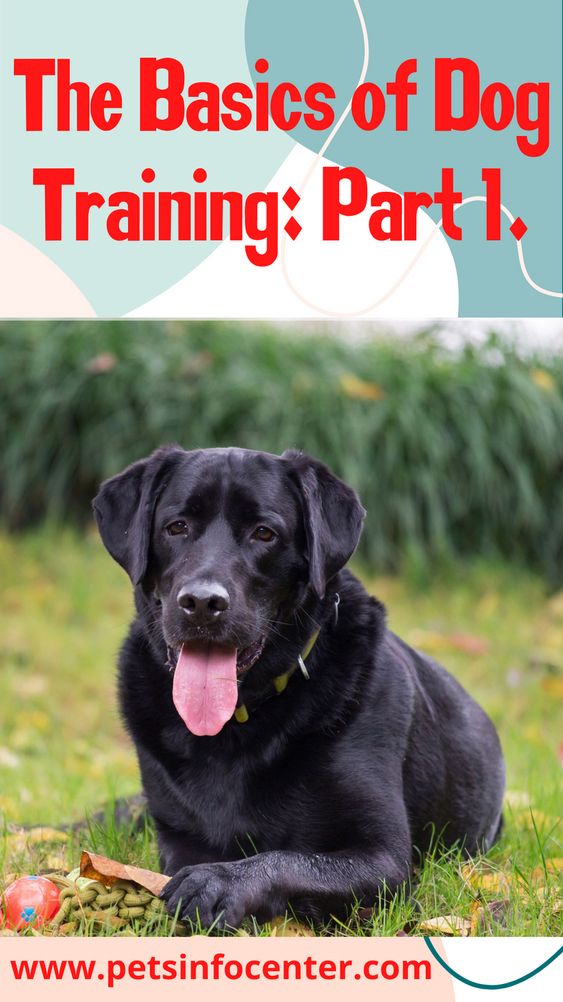 The Basics of Dog Training: Part 1