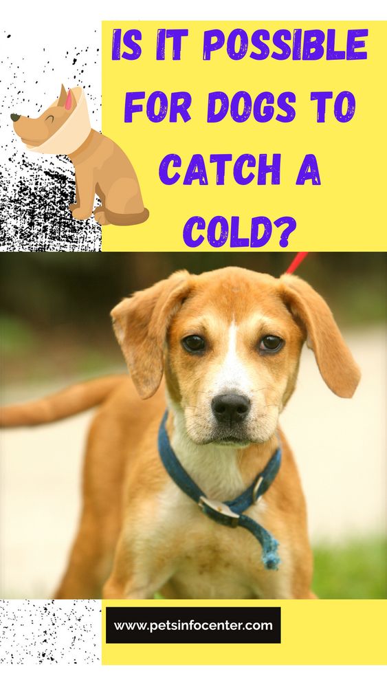 Is It Possible For Dogs To Catch A Cold?