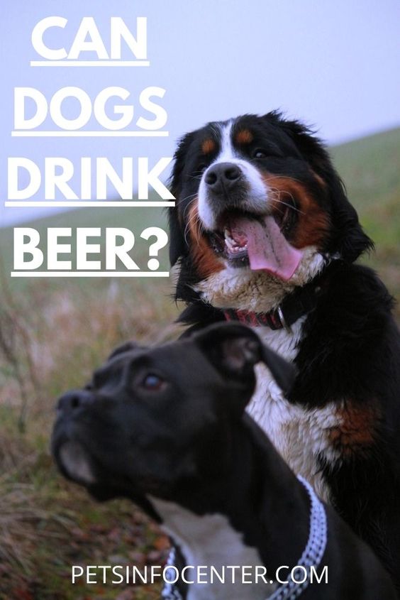 Can Dogs Drink Beer? Is Beer Bad For Dogs?