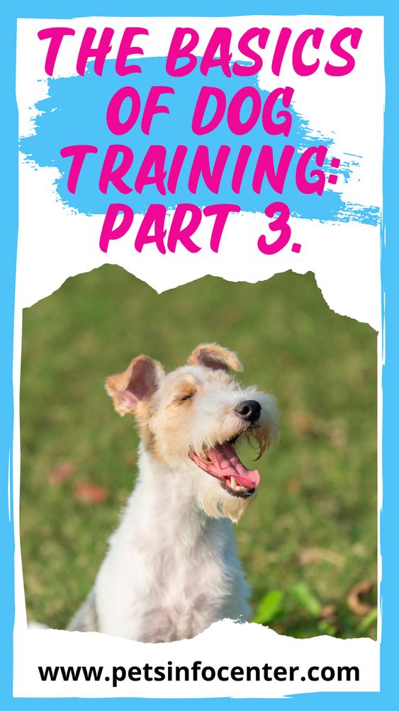 The Basics of Dog Training: Part 3.