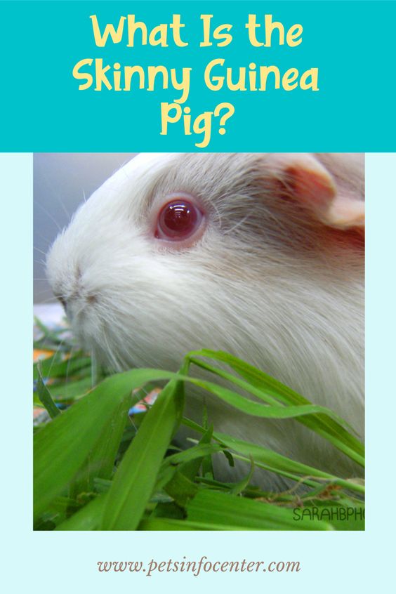What Is the Skinny Guinea Pig?