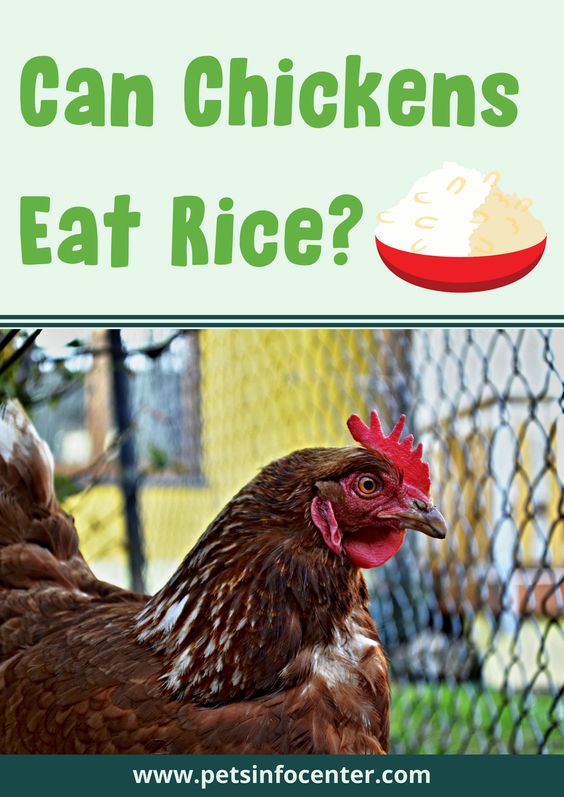 Can Chickens Eat Rice?