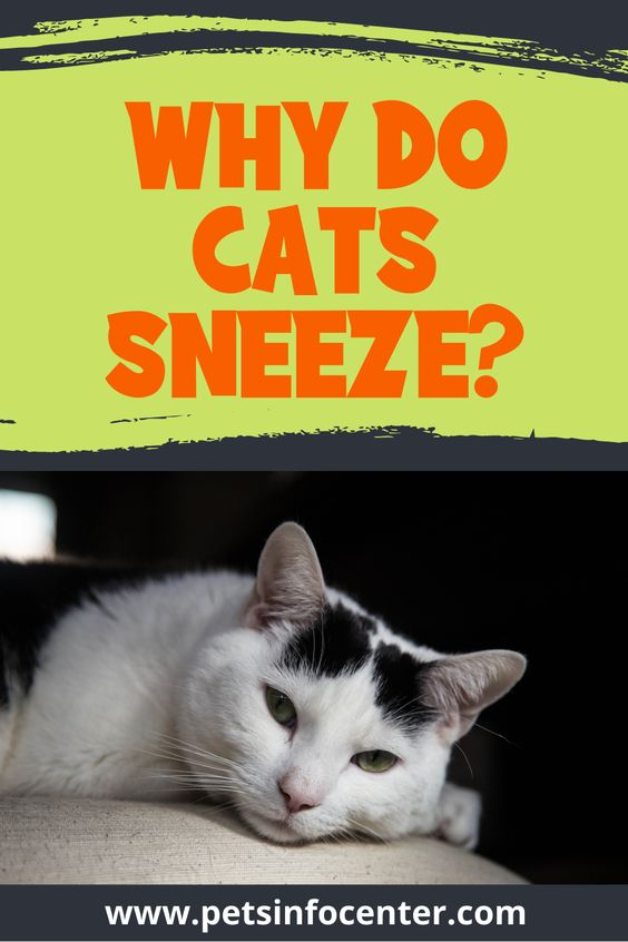 Why Do Cats Sneeze?