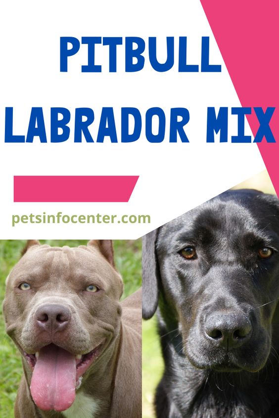 Pitbull Labrador Mix