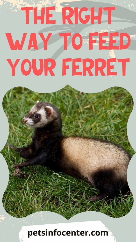 The Right Way To Feed Your Ferret
