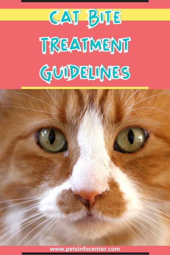 Cat Bite Treatment Guidelines