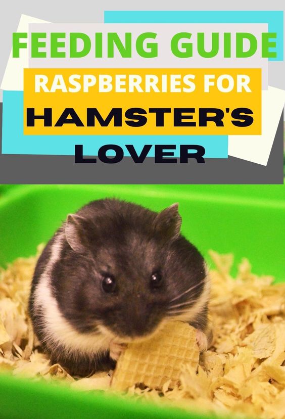 A Hamster Lover's Guide To Feeding Raspberries