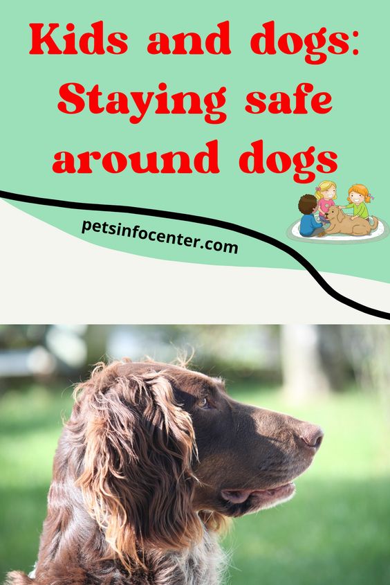 Kids and dogs: Staying safe around dogs