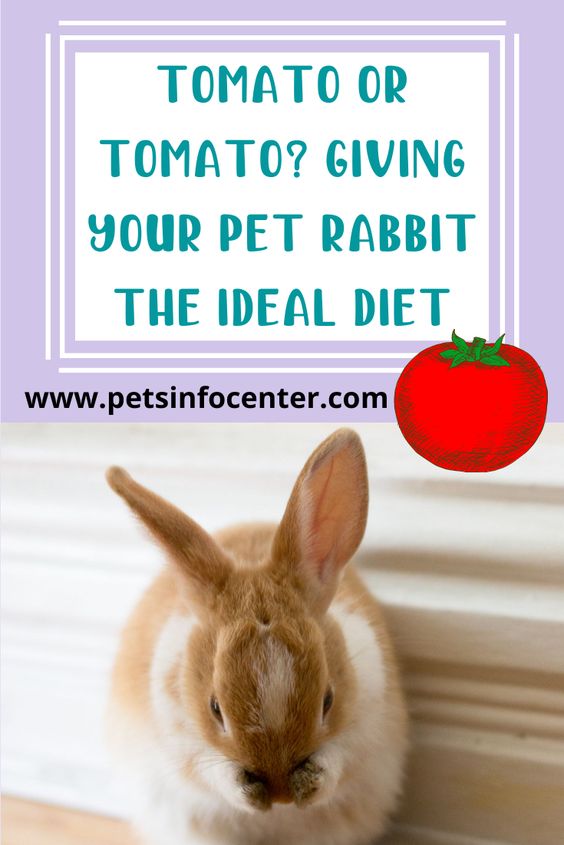 TOMATO Or TOMATO? Giving Your Pet Rabbit The Ideal Diet