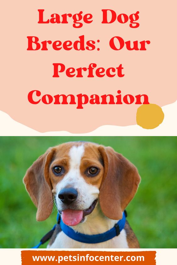 Large Dog Breeds: Our Perfect Companion