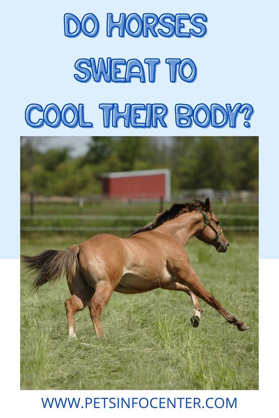Do Horses Sweat To Cool Their Body?