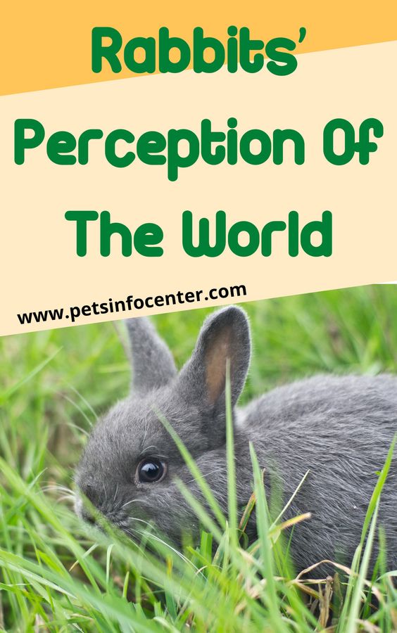 Rabbits' Perception Of The World