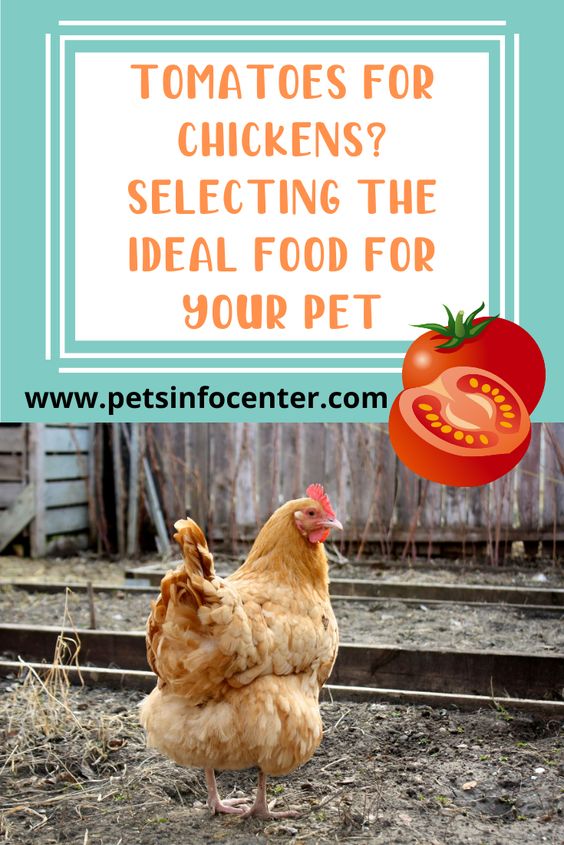 Tomatoes For Chickens? Selecting The Ideal Food For Your Pet