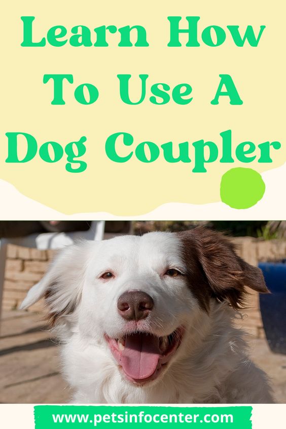 Learn How To Use A Dog Coupler