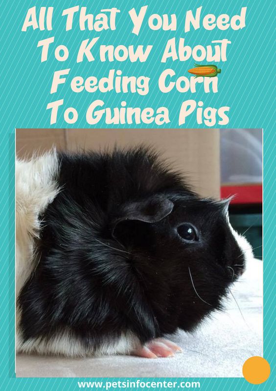 All That You Need To Know About Feeding Corn To Guinea Gigs