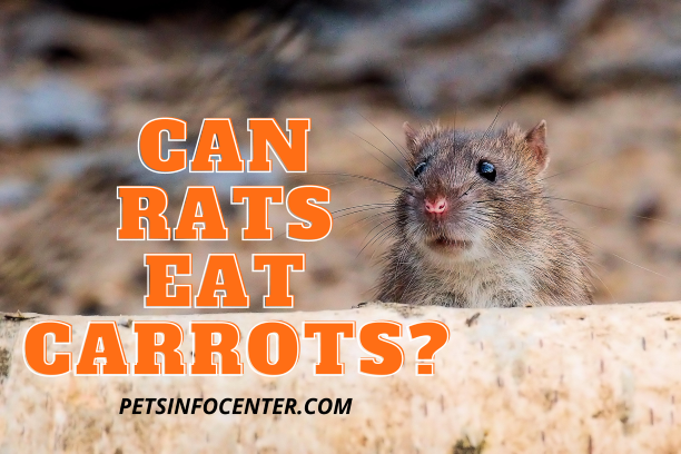 Can Rats Eat Carrots_