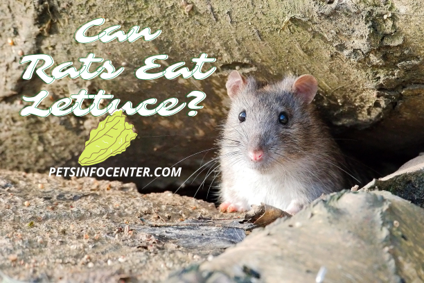 Can Rats Eat Lettuce