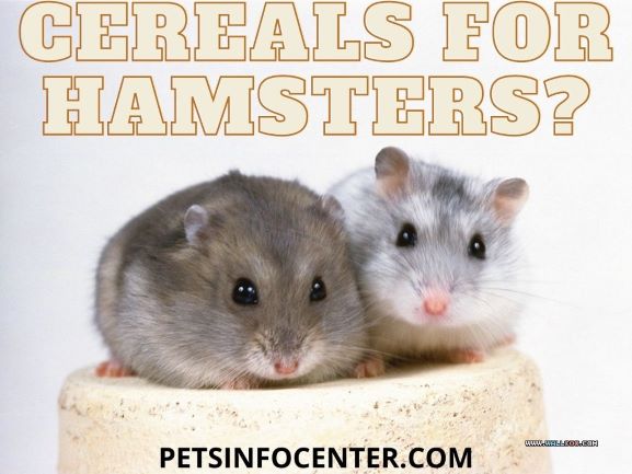Cereals For Hamsters_