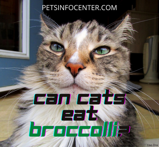 Can Cats Eat Broccolli_