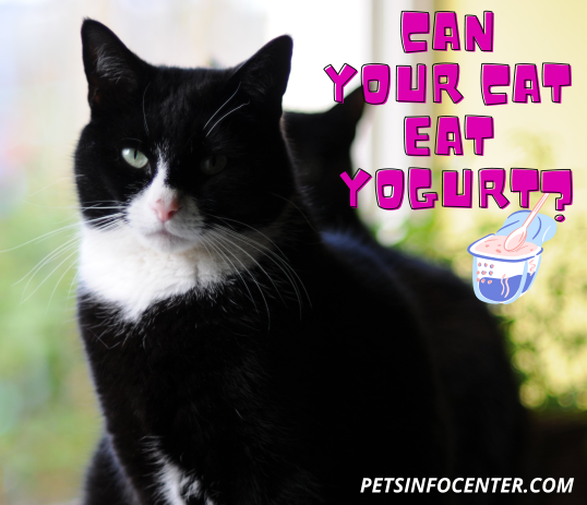 Can Your Cat Eat Yogurt_