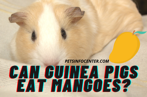 Can guinea pigs eat mangoes_