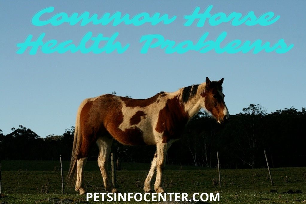 Common Horse Health Problems