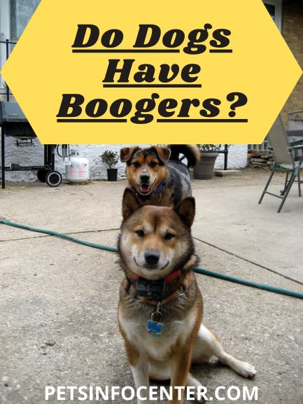Do Dogs Have Boogers_