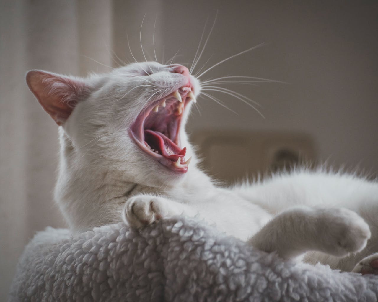 Cat gurgling sound in throat pets info center